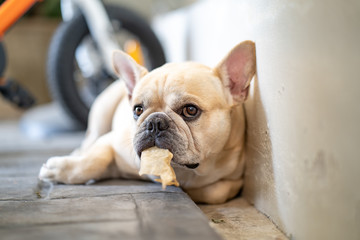 French bulldog lying on tiled floor holding rawhide in his mouth.