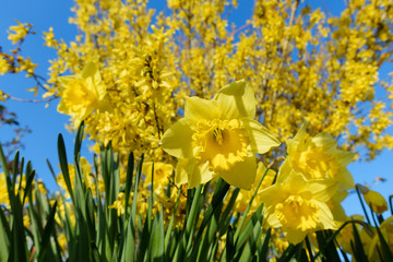 Obraz premium Blühende Narzissen und Forsythien Blüten vor blauem Himmel