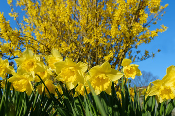 Narzissen Blüten und Forsythien Blüten vor blauem Himmel