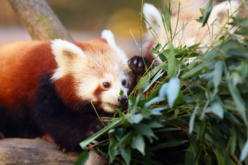 The red panda (Ailurus fulgens) , fire fox or lesser panda, the red bear-cat, and the red cat-bear, portrait in the afternoon light.
