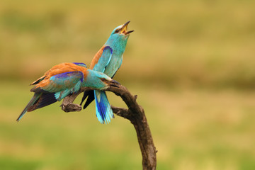 The European roller (Coracias garrulus) flowing pair on branch with green field in background.