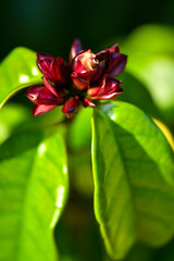 Strophanthus gratus flowers