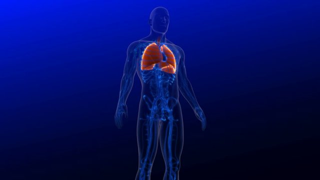 Human lungs 3D render medical concept