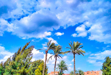 Fototapeta na wymiar palm trees and sky