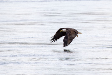 bald eagle in flight