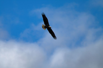 Fototapeta premium bald eagle in flight