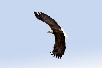 Naklejka na ściany i meble bald eagle in flight