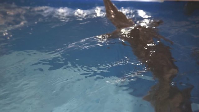 Sturgeon swims in the aquarium.