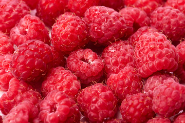 Lots of juicy ripe red raspberries