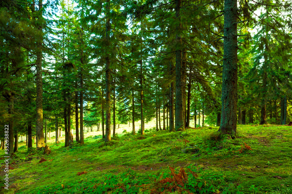 Wall mural Sunlight in the green forest