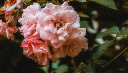 Roses rosa pink blooming flowers in garden as dark spring summer background floral botanical natural backdrop