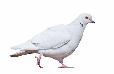 isolated walking white dove