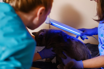 Examination of a white British cat for skin diseases and fungus under an ultraviolet lamp