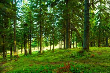 Sunlight in the green forest