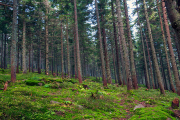 Obraz premium Sunlight in the green forest