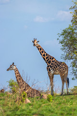 Two Rothschild's giraffe ( Giraffa camelopardalis rothschildi), one lying down, the other standing, Murchison Falls National Park, Uganda.