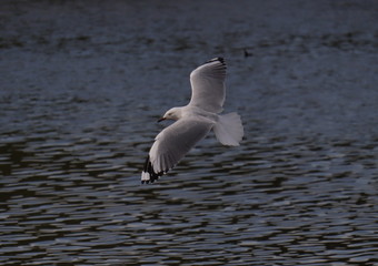 Seagull in full flight over a park lake in Melbourne Australia