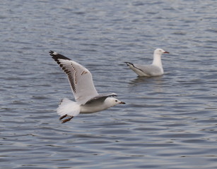 Fototapeta na wymiar Seagull in full flight over a park lake in Melbourne Australia