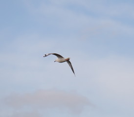 Fototapeta na wymiar Seagull in full flight over a park lake in Melbourne Australia