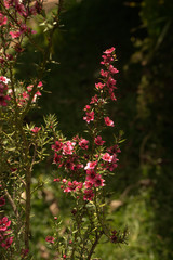 Petite Fleure Rose - Portrait 