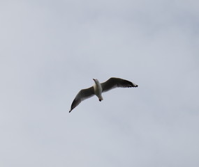 Seagull in full flight over a park lake in Melbourne Australia