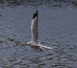Seagull in full flight over a park lake in Melbourne Australia
