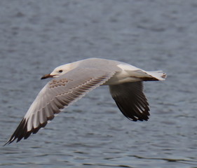 Seagull in full flight over a park lake in Melbourne Australia