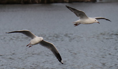 Seagull in full flight over a park lake in Melbourne Australia
