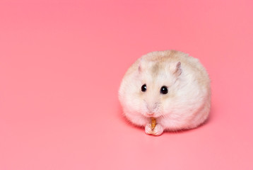 Dwarf fluffy hamster on a pink background close-up, copy space.