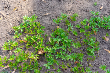 Green leaves grow on dry ground.