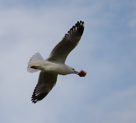 Seagull in full flight over a park lake in Melbourne Australia
