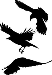 set of three crow black silhouettes on white