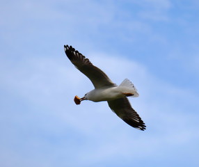 Obraz premium Seagull in full flight over a park lake in Melbourne Australia