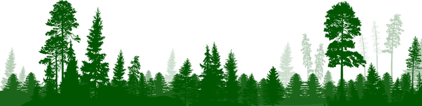 high green pine and fir trees forest panorama isolated on white