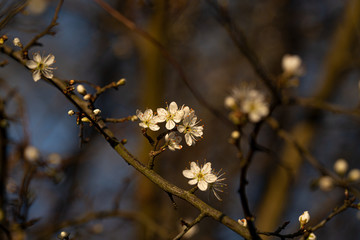 Weiße Blüten im Frühling in der Abendsonne