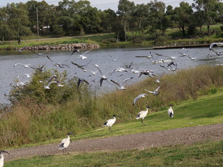 Seagull in full flight over a park lake in Melbourne Australia