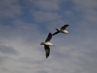 Seagull in full flight over a park lake in Melbourne Australia