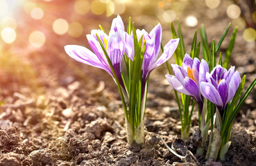 Crocus spring flowers in garden. Sunny time springtime day with sunshine light. Close-up. Shallow depth of field. - 332641223