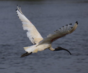 Ibis Bird in mid flight at a lake in Melbourne Park australia