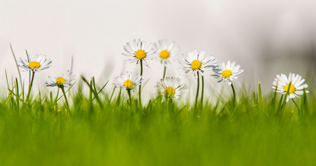 Gänseblümchen
