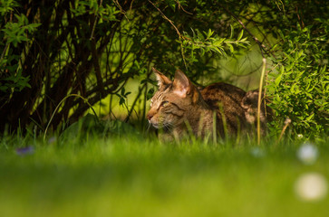 Kater unterm Busch