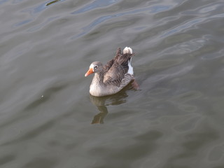 Duck swimming in a lake in Melbourne Park Australia
