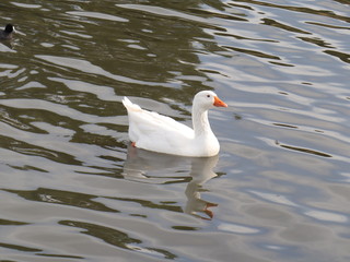 Duck swimming in a lake in Melbourne Park Australia