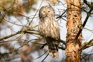 owl on a branch ural owl