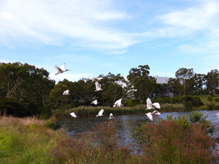 Ibis Bird in mid flight at a lake in Melbourne Park australia