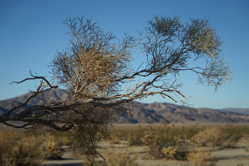 joshua tree national park USA