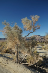 joshua tree national park USA