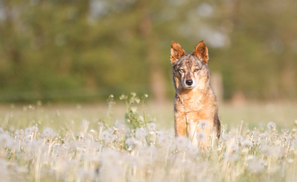 Hund in Pusteblumen