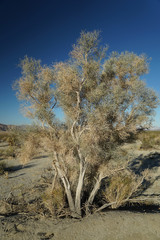 joshua tree national park USA