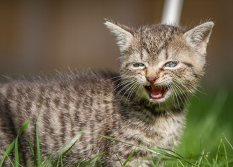 getigertes Katzenbaby